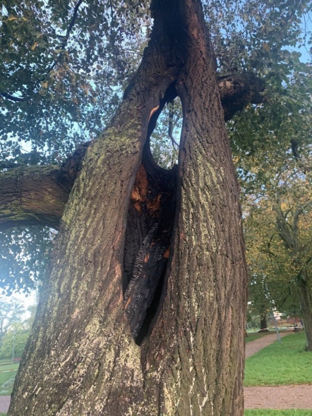 Piorun uderzył w drzewo w parku w Piasecznie